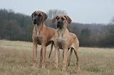 DOGUE ALLEMAND 708